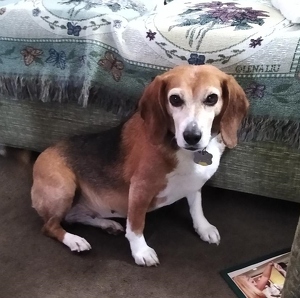 Fundraising Page: Lola Pellegrini  PAC ALUM